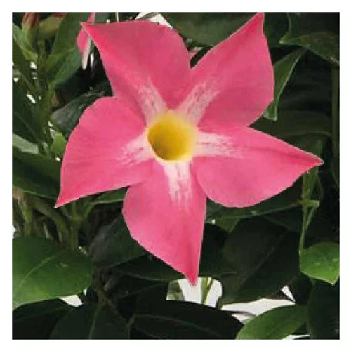 Jardin & nature：Dipladénia rose Bella Pink Star - Le pot de 9 x 9 cm