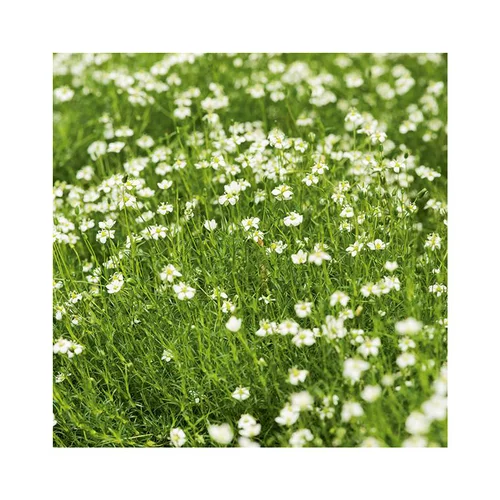 Jardin et solutions:Sagina Subulata - Le pot de 3 litres