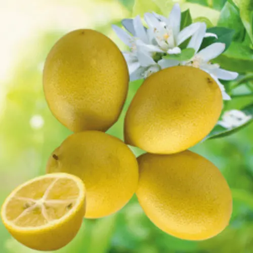 À avoir pour l’extérieur:Limequat coloris orange - 2,5 L