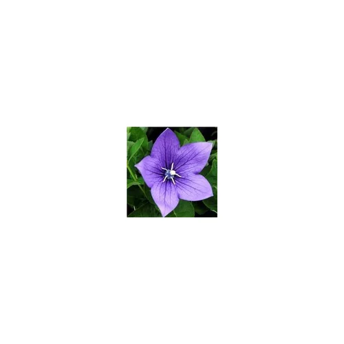 Essentiel maison：Platycodon Astra Blue - Le pot de 3 litres
