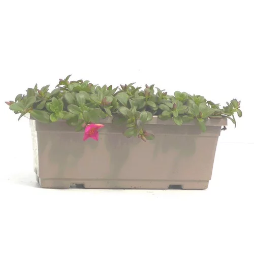Nature extérieur:Pourpier à fleurs simples - La jardinière de 40 cm