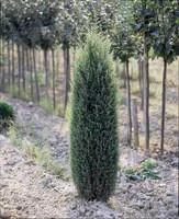 Maison & extérieur：Cyprès Cupressus Sempervirens Pyramidalis 100/125 cm en pot de 10 L