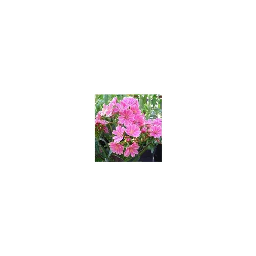 Sélection nature:Lewisia Cotyledon - Le pot de 2 litres