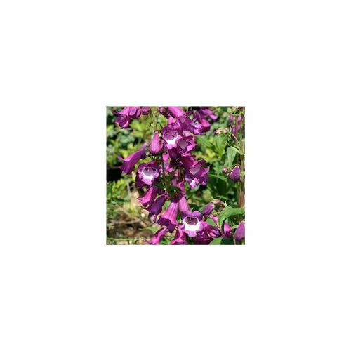 Autour du jardin:Penstemon - Le pot de 12 cm