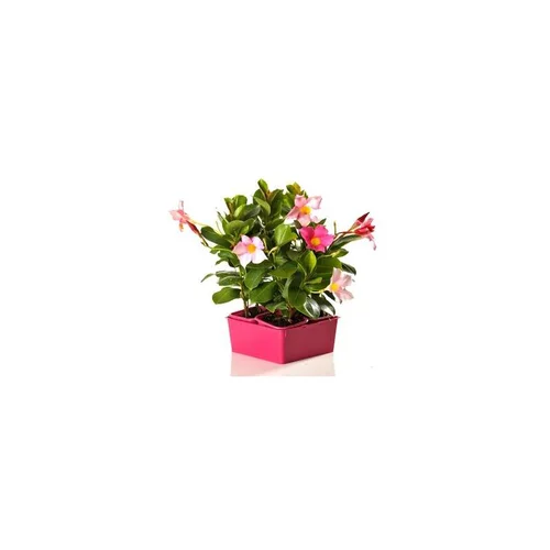 Malin extérieur：Dipladénia buisson - La barquette de 4 plants