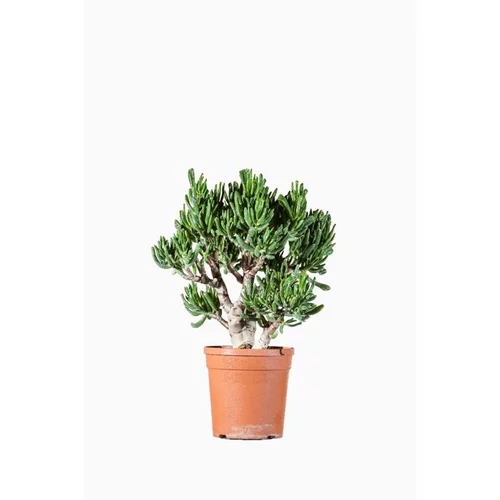 Choix malin:Crassula Compacta. Le pot de 1 litre