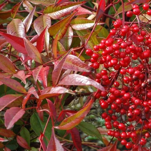 Pour plus de confort au jardin:Nandina Domestica rouge en pot de 2 L