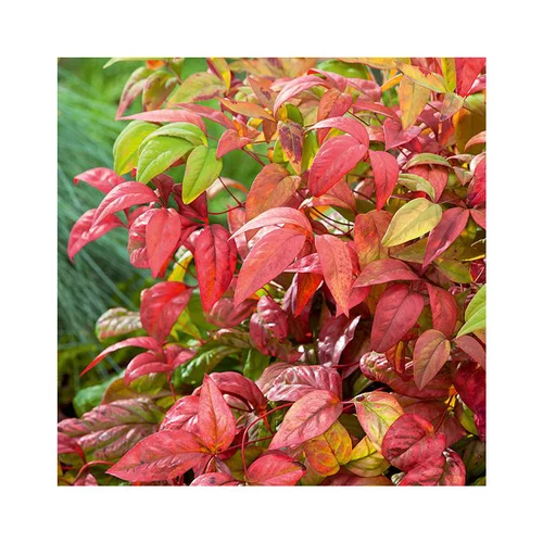 Une sélection pour l’extérieur：Bambou Céleste (NANDINA DOMESTICA FIREPOWER), pot 3 L
