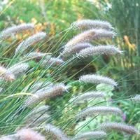 Sélection pour votre jardin：Herbe aux écouvillons - Le pot de 2,5 litres