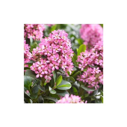 Pour un extérieur plus pratique:Escallonia Laevis Pink Elle® rose. Le pot de 10 litres, 40/50 cm