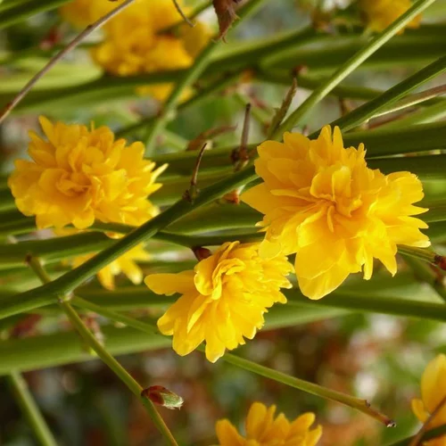 Le compagnon de vos extérieurs:Kerria Japonica Pleniflora 100/125. Le pot de 15 litres