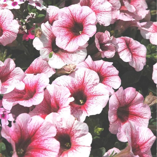 Essentiel pour le jardin:Pétunia retombant - La suspension de Ø 26 cm avec réserve d’eau