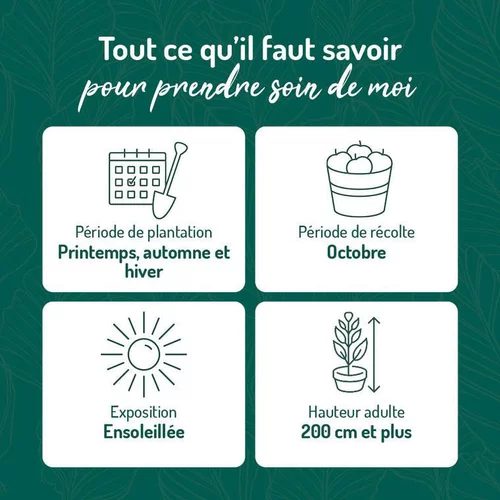 Bien pensé extérieur：Vigne Alphonse Lavallee. Le pot de 2 litres