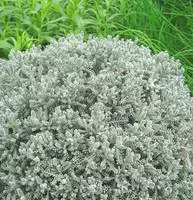 Pour vos espaces：Santolina Chamaecyparissus ou Santoline en pot de 2 L