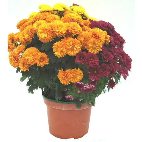 Pour un jardin agréable：Chrysanthème arlequin multicolore. Le pot de 5 litres