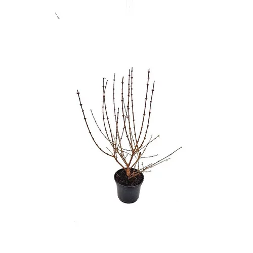 Choix au jardin：Forsythia Intermedia Lynwood Gold – Pot de 5L