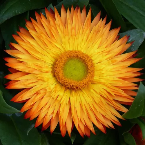 Un plus pour vos extérieurs：Immortelle - La coupe de 25 cm