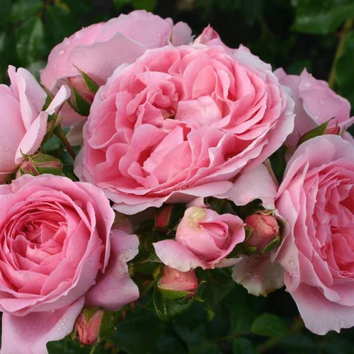 Côté jardin:Rosier Rosenfee rose. Le pot de 4 litres