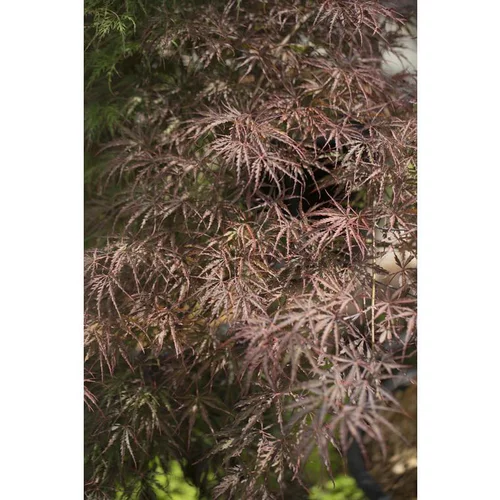 Vie dehors：Erable du Japon (ACER PALMATUM CRIMSON QUEEN ) Le pot de 110 litres