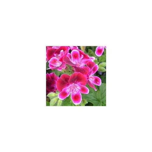 Votre jardin：Géranium pensée à petites fleurs - La coupe