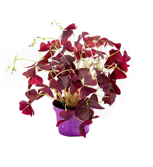 Idéal au jardin：Oxalis pourpre violet. Le pot Ø 12 cm