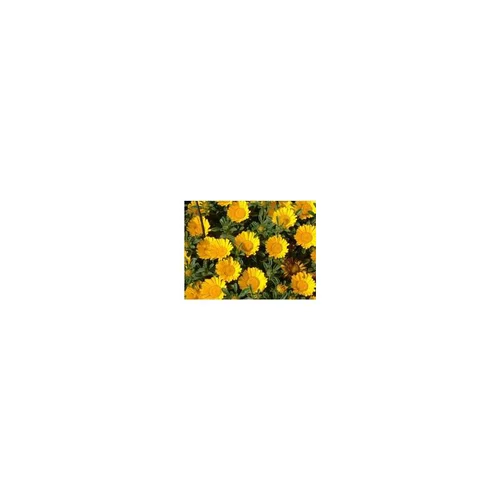 Votre allié au jardin：Asteriscus Maritimus - La barquette de 6 plants