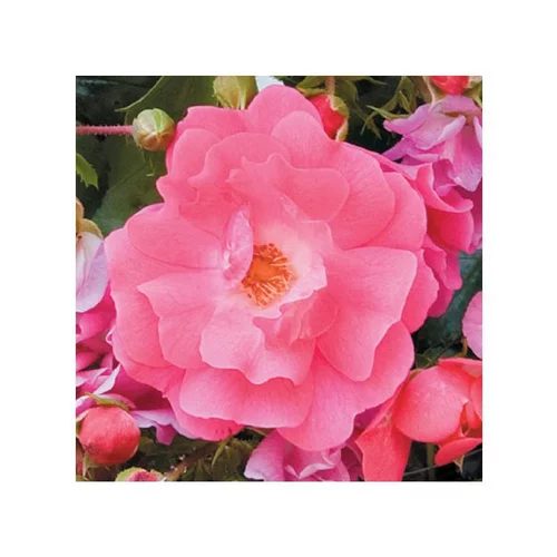 Jardin & confort:Rosier Emera® à fleurs roses. Le pot de 5 litres
