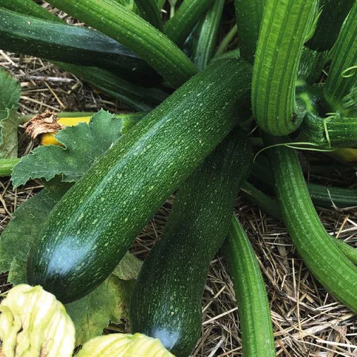 Extérieur loisirs：Courgette Verte Zodiac Bio. La barquette de 3 plants