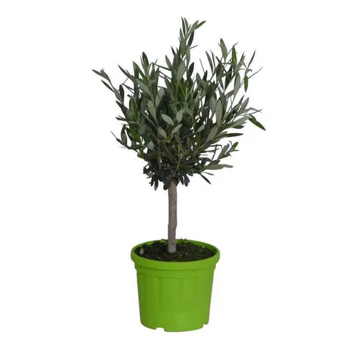 Malin pour le jardin:Olivier Olea Europaea – Pot de 3L