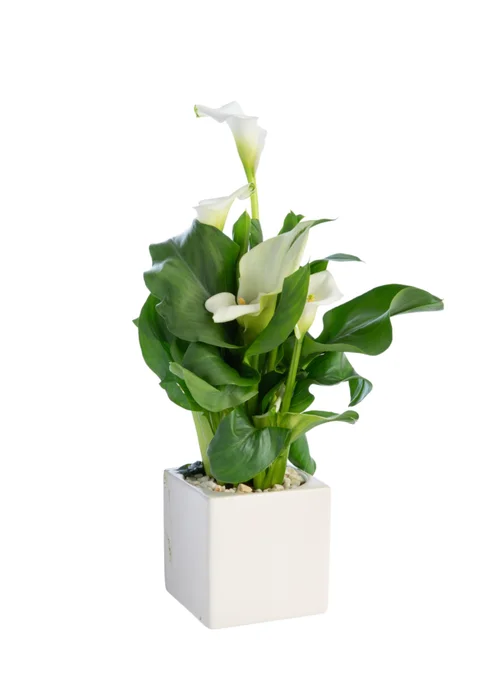 Jardin quotidien:Plante verte calla coloris blanc - Ø 14 cm
