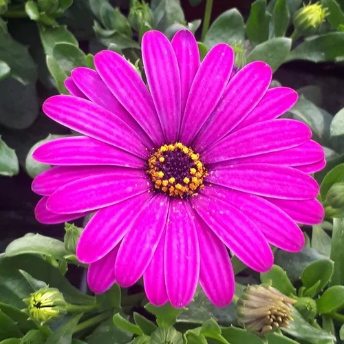 Espace vert sélection：Osteospermum (Dimorphoteca) - Le pot de 2,5 litres
