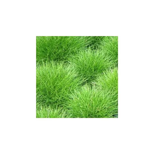 Qualité au jardin：Festuca Golden Toupee - Le pot de 2 litres