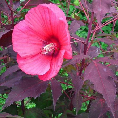 Pensé pour vos extérieurs:Hibiscus Moscheutos Pink Passion rose en pot de 4 L