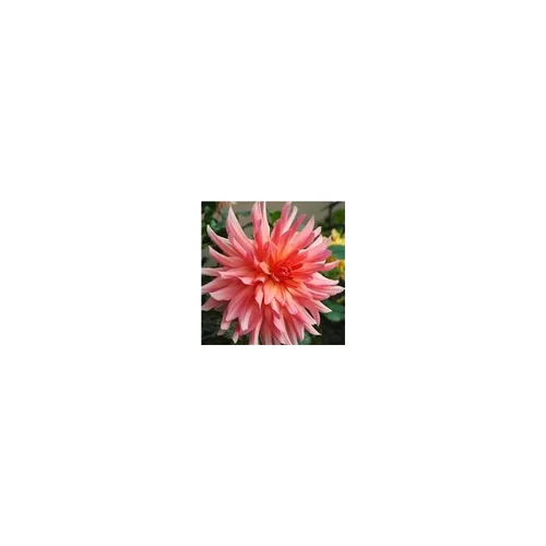 Simple au jardin:Dahlia tubéreux - Le pot de 2,5 litres