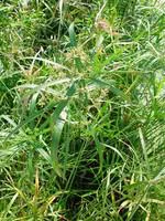 Jardin chez vous：Cyperus Alternifolius pot Ø14xH55 cm