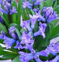 Jardin & nature:Jacinthe Multiflore - La coupe de 15 cm