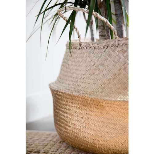Tout au jardin:Dracaena Marginata H 140 cm en pot de 24 cm