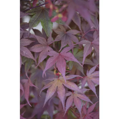 Pratique pour l’extérieur：Erable du Japon (ACER PALMATUM BLOODGOOD ) Le pot de 110 litres