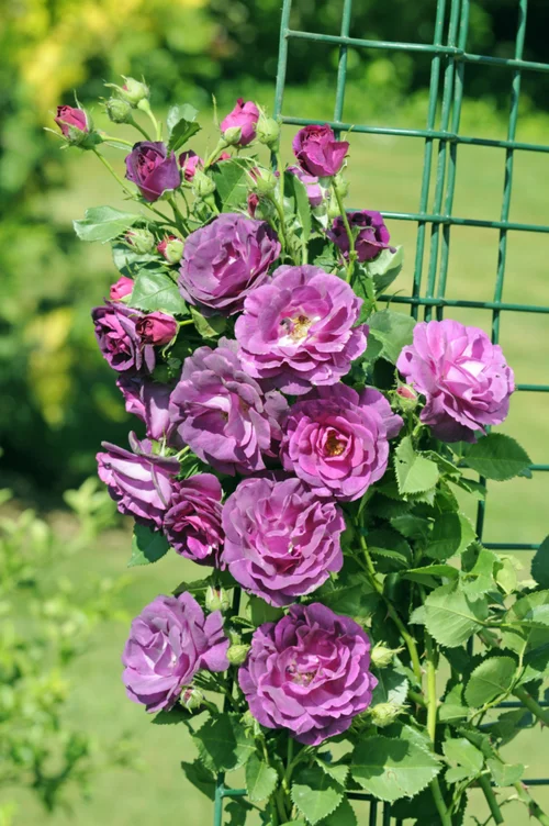 Le compagnon du jardin:Rosier Grimpant Audacieuse® 'Lapfan' - Le pot de 3 litres