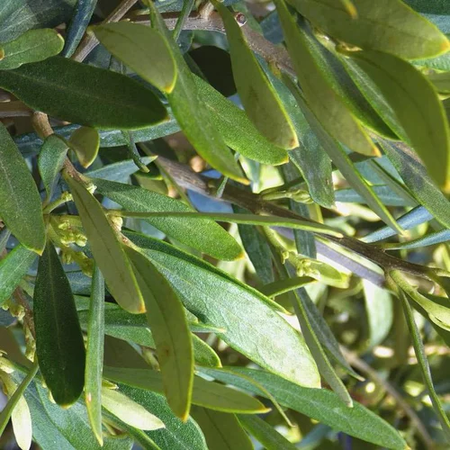 Jardin adapté:Olea Europaea ou Olivier 120/140 cm