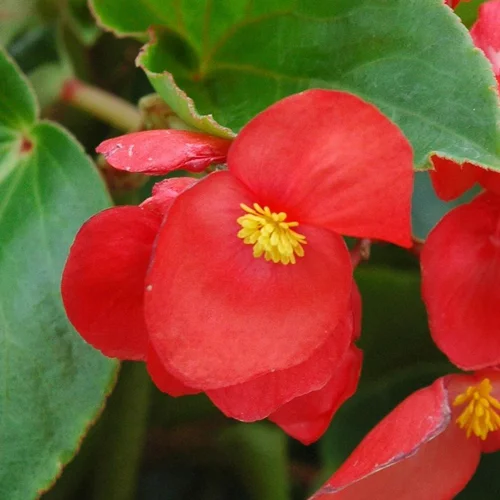 Jardin nature：Begonia "Sensy Cascade". La coupe de 25 cm
