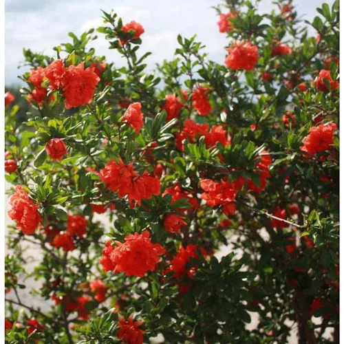 Style nature:Grenadier à fleurs ou Punica Granatum orange. Le pot de 15 litres
