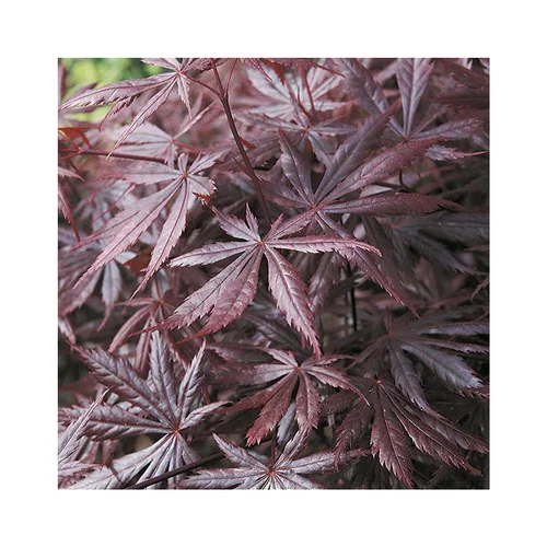 Nature pratique:Erable du Japon (ACER PALMATUM TROMPENBURG ) Le pot de 80 litres