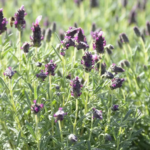 Idée pour le jardin：Lavande Stoechas Fathead coloris bleu - 3 L