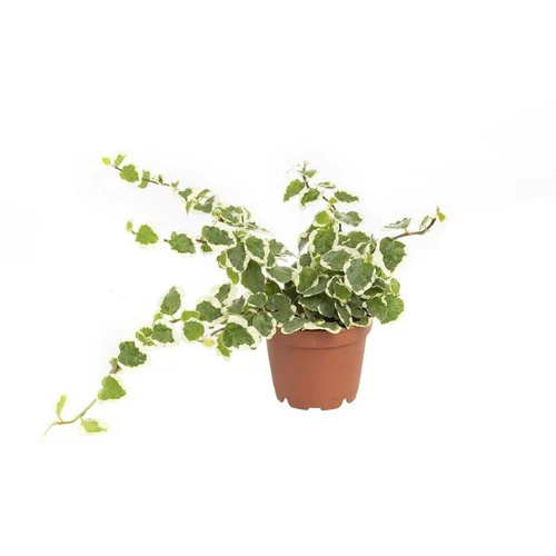 Tout pour le jardin:Ficus Pumila en pot Ø 6 cm