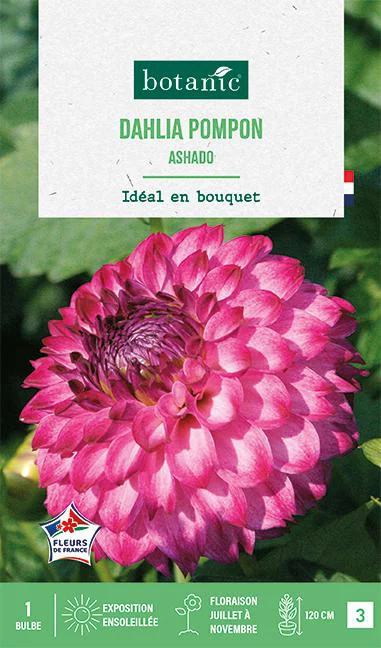 Essentiel maison：Bulbe de fleurs Dalhia pompon Ashado botanic® - 1 bulbe