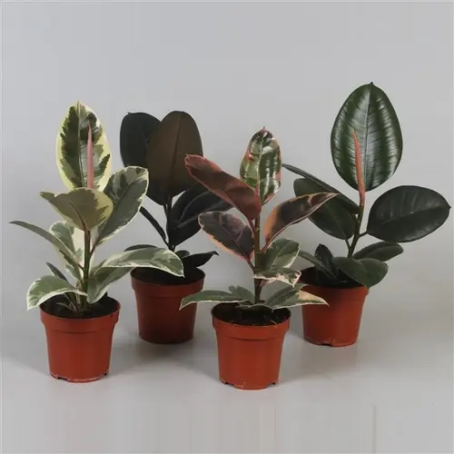 Pour transformer vos extérieurs:Ficus Elastica mix. Le pot de Ø 12 x H 30 cm