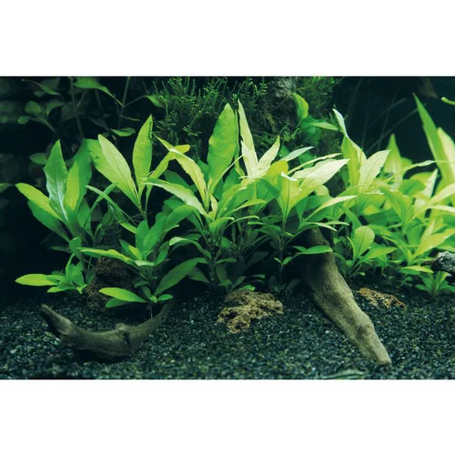Bien pensé extérieur：Plante aquatique Hygrophila Corymbosa Siamensis 53B en pot
