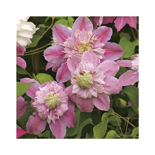 Nature extérieur:CLEMATITE JOSÉPHINE ®. Le pot de 3 litres