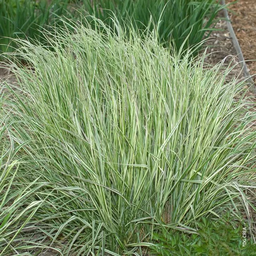 Pour tous jardins:Calamagrostide 'Overdam' - Le pot de 2 litres